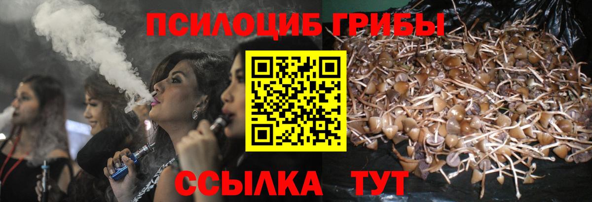 Галлюциногенные грибы Psilocybe Балтийск